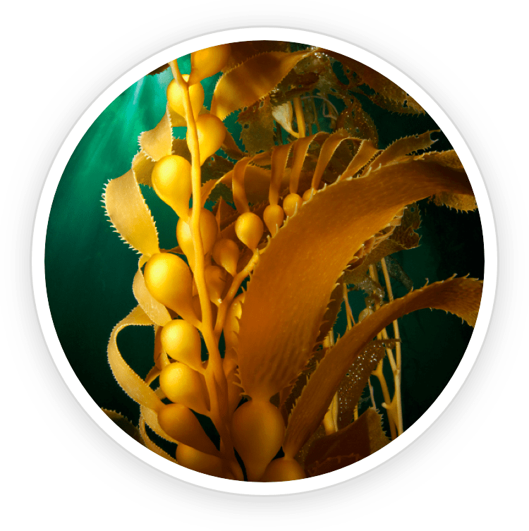 Natural ingredients in Prostadine including Kelp Powder