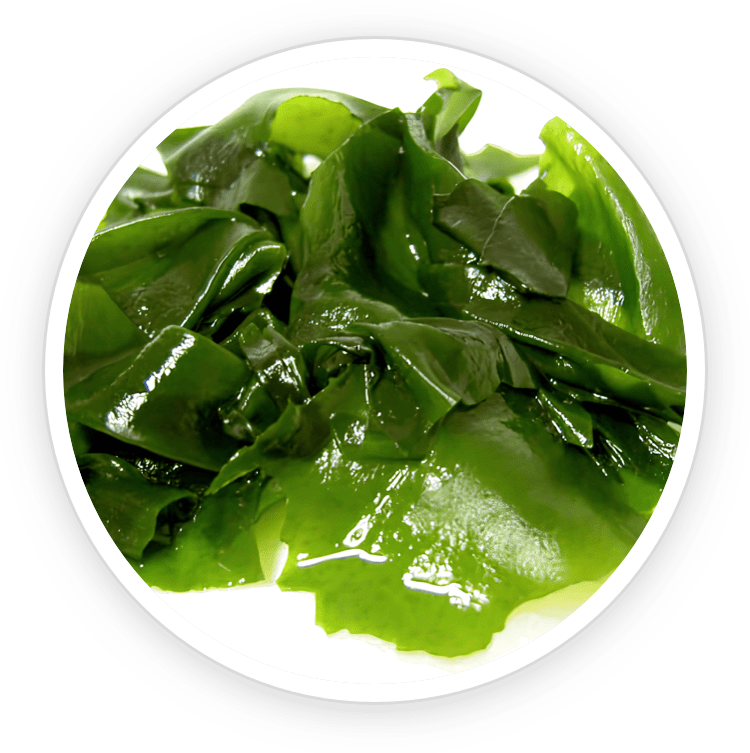 Natural ingredients in Prostadine including Wakame Extract